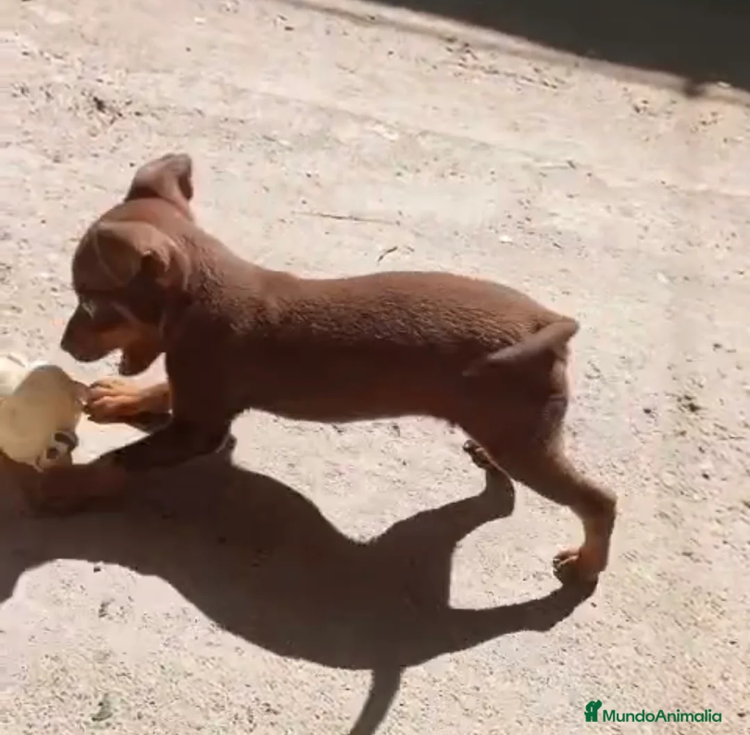Pinscher Miniatura perros en venta: Macho pinscher chocolate 🐶🐾 en Barcelona - Anuncio 2