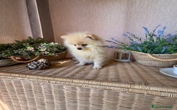 Pomerania perros en venta: Pomerania Macho fotos actuales !!! - Imagen 6