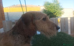 Teckel Miniatura perros en venta: CAMADA MINIATURA PELO DURO - Imagen 3