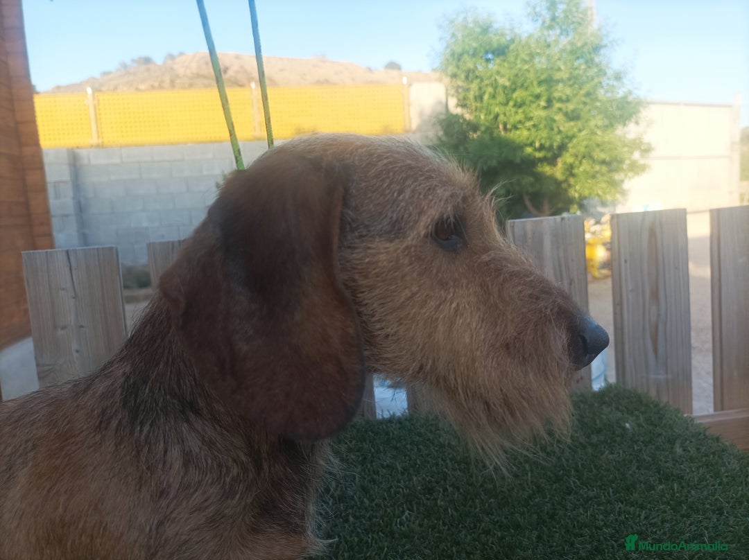 Teckel Miniatura perros en venta: CAMADA MINIATURA PELO DURO - Imagen 3