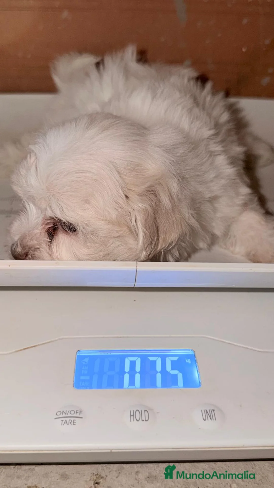 Bichón Maltés perros en venta: Bichón maltés Hembra  - Anuncio 6
