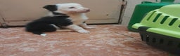 Border Collie perros en venta: BORDER COLLIE - Anuncio 5