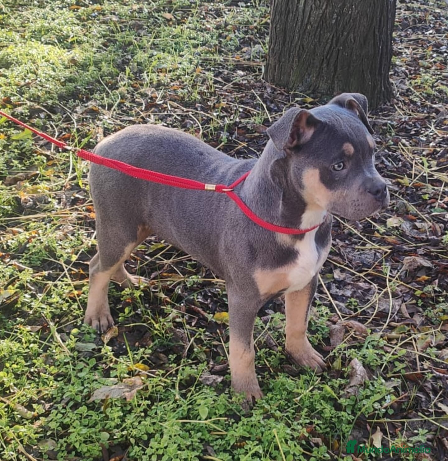 American Bully perros American Bully  - Anuncio 32