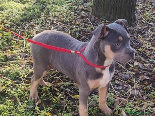 American Bully perros American Bully - Anuncio 32