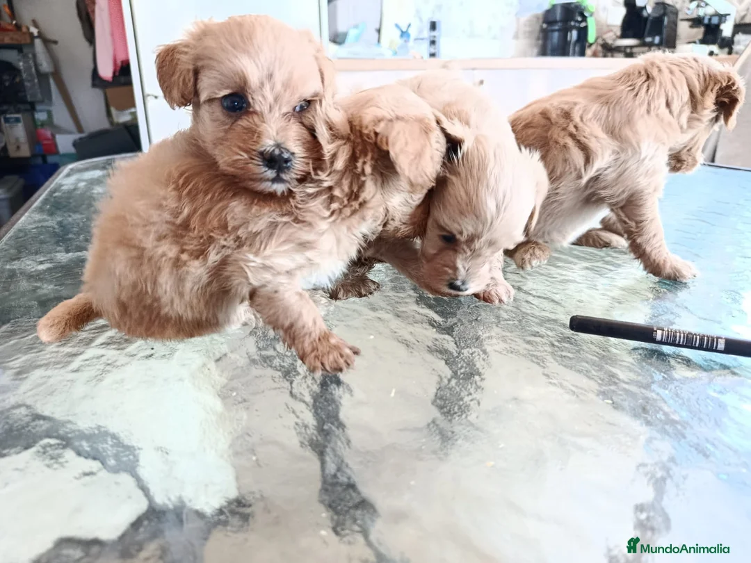 Maltipoo perros en venta: MALTIPOOS, PRECIOSA CAMADA - Anuncio 1