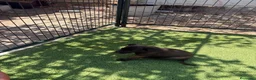 Pastor Belga Malinois perros en venta: PASTOR BELGA MALINOIS - Anuncio 27