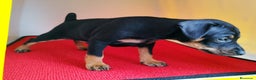 Pinscher Miniatura perros en venta: Pinscher puppy ( disponibles ) .  en Ciudad Real - Anuncio 4