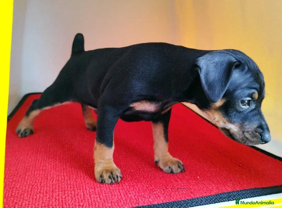 Pinscher Miniatura perros en venta: Pinscher puppy ( disponibles ) .  en Ciudad Real - Anuncio 4