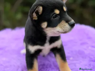 Shiba Inu perros Shiba Inu Negra - Anuncio 1