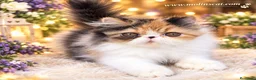 Persa gatos en venta: Persa tricolor  - Anuncio 5