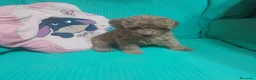 Caniche Toy perros en venta: CANICHE TOY - Anuncio 7