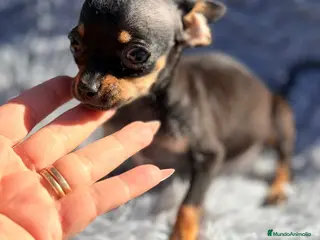 Ratón de Praga perros RATON DE PRAGA NEGRO FUEGO - Anuncio 1