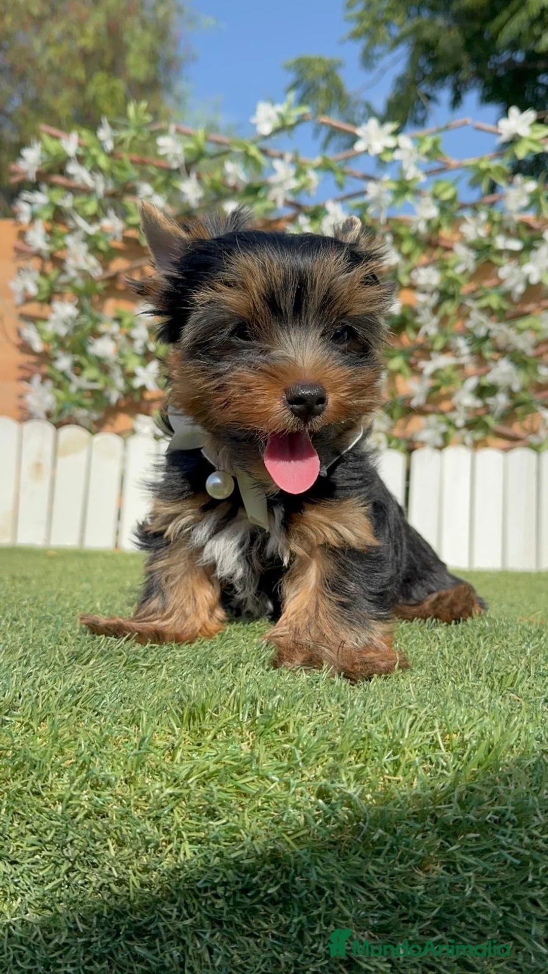 Yorkshire Terrier perros en venta: YORKSHIRE TERRIER  - Anuncio 2