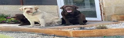 Labrador Retriever perros en venta: cachorros labrador retriever - Anuncio 2