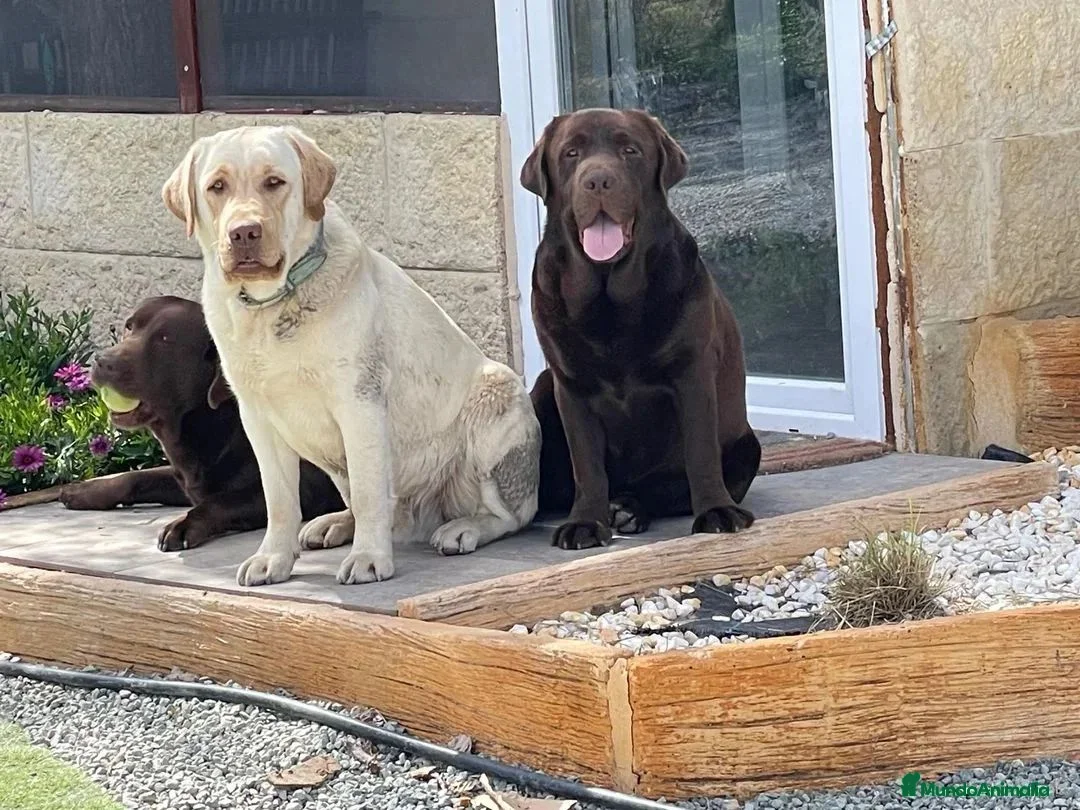 Labrador Retriever perros en venta: cachorros labrador retriever - Anuncio 2