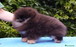 Pomerania perros en venta: Cachorros pomerania fotos reales  - Imagen 2