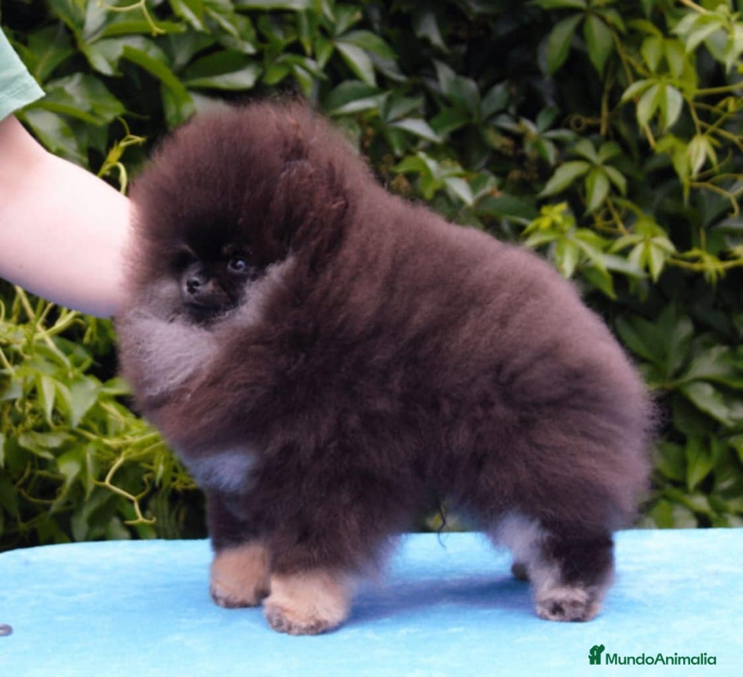 Pomerania perros en venta: Cachorros pomerania fotos reales  - Imagen 2