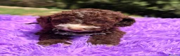 Perro de Agua Español perros en venta: Pdae chocolate hembra  - Anuncio 5