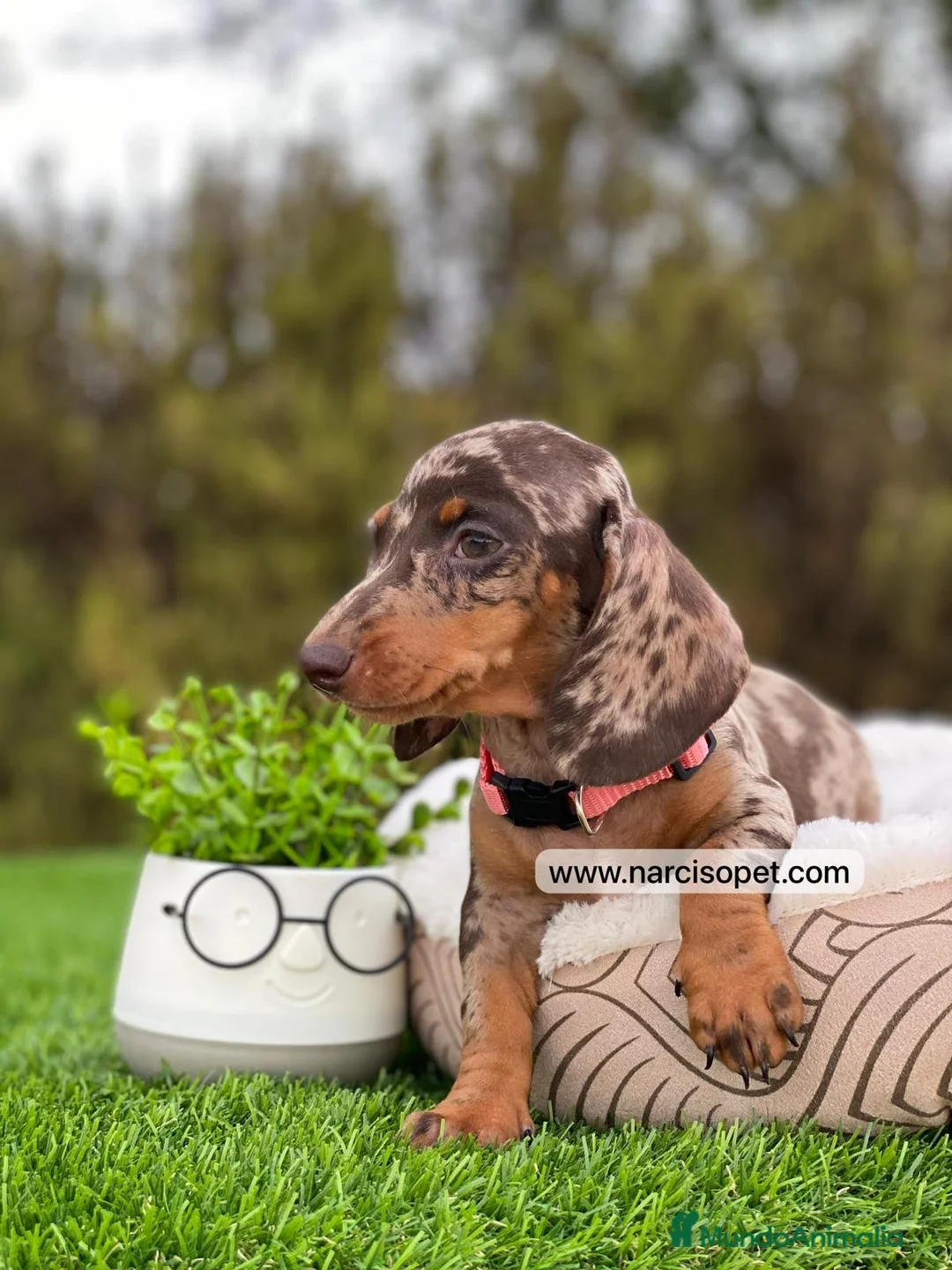 Teckel Miniatura perros en venta: CRIADERO TECKEL ARLEQUIN - Anuncio 6