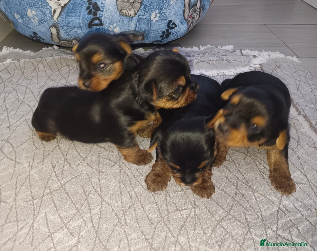 Yorkshire Terrier perros en venta: Yorkside  - Anuncio 1