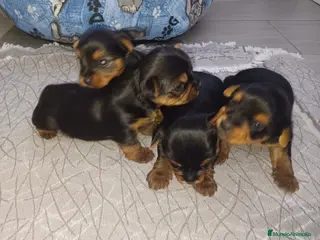 Yorkshire Terrier perros Yorkside - Anuncio 2