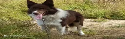 Border Collie perros en venta: Bordér collie  - Anuncio 2