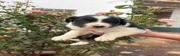 Border Collie perros en adopcion: Preciosos bebés - Anuncio 3