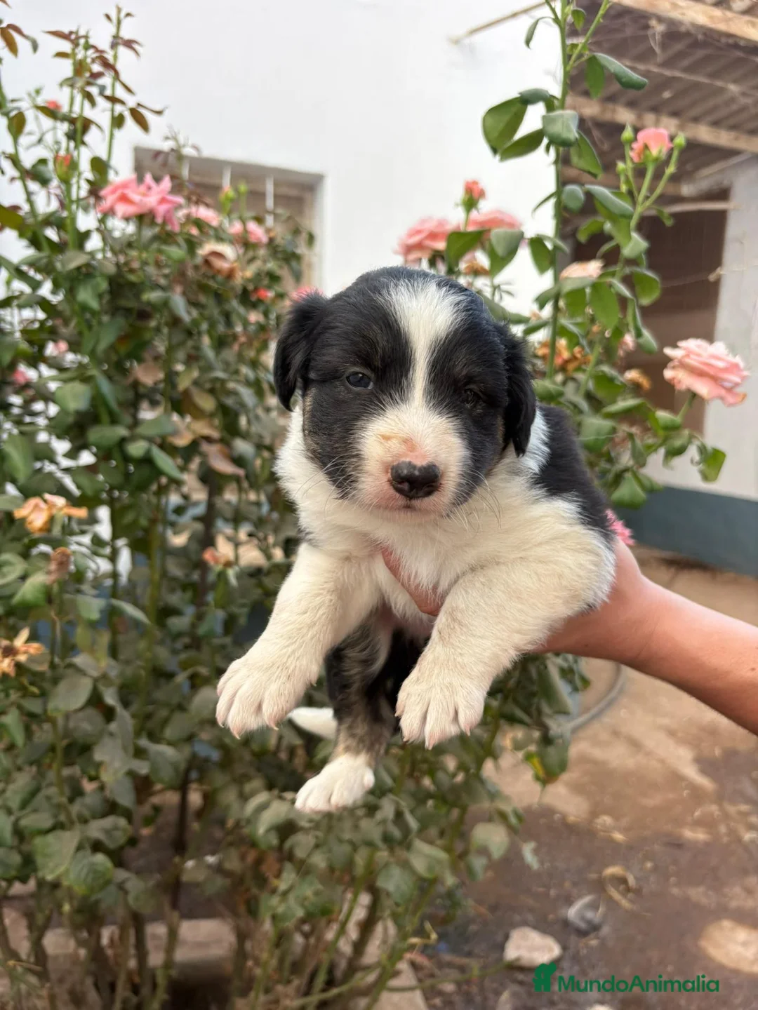 Border Collie perros en adopcion: Preciosos bebés - Anuncio 3