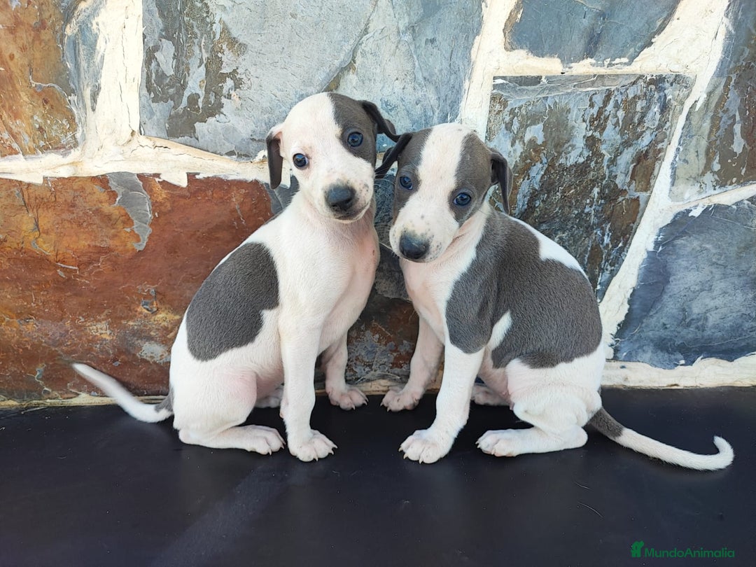 Whippet perros en venta: WHIPPET Blanco y blue  - Imagen 9