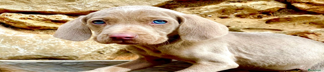 Weimaraner Cachorro 1