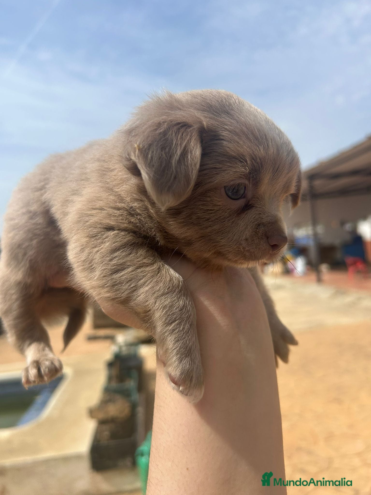 Chihuahua perros Chihuahuas de pelo largo🐶🐾 - Anuncio 4