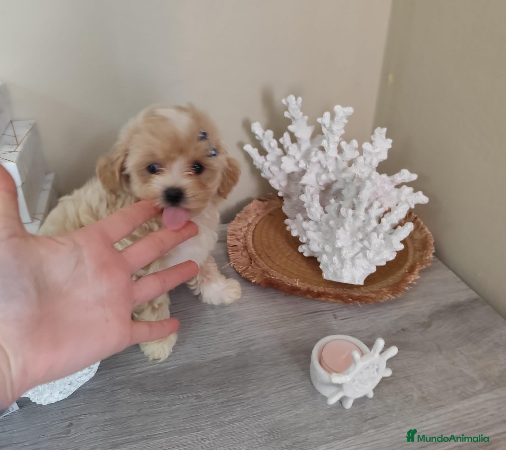 Maltipoo perros Maltipoo macho  - Anuncio 25