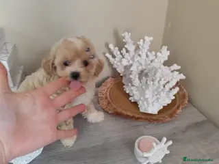 Maltipoo perros Maltipoo macho - Anuncio 25