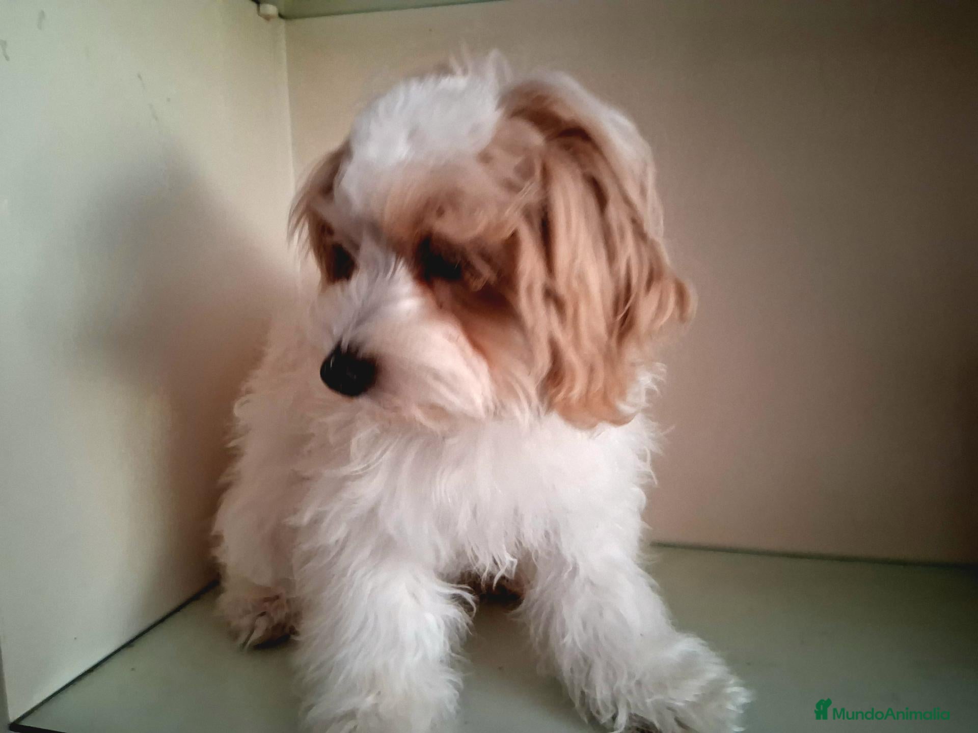 Maltipoo perros Matipoo Macho - Anuncio 1