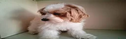 Maltipoo perros en venta: Matipoo Macho - Anuncio 1