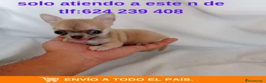 Chihuahua Cachorro 5