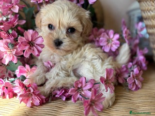 Maltipoo perros - Anuncio 1