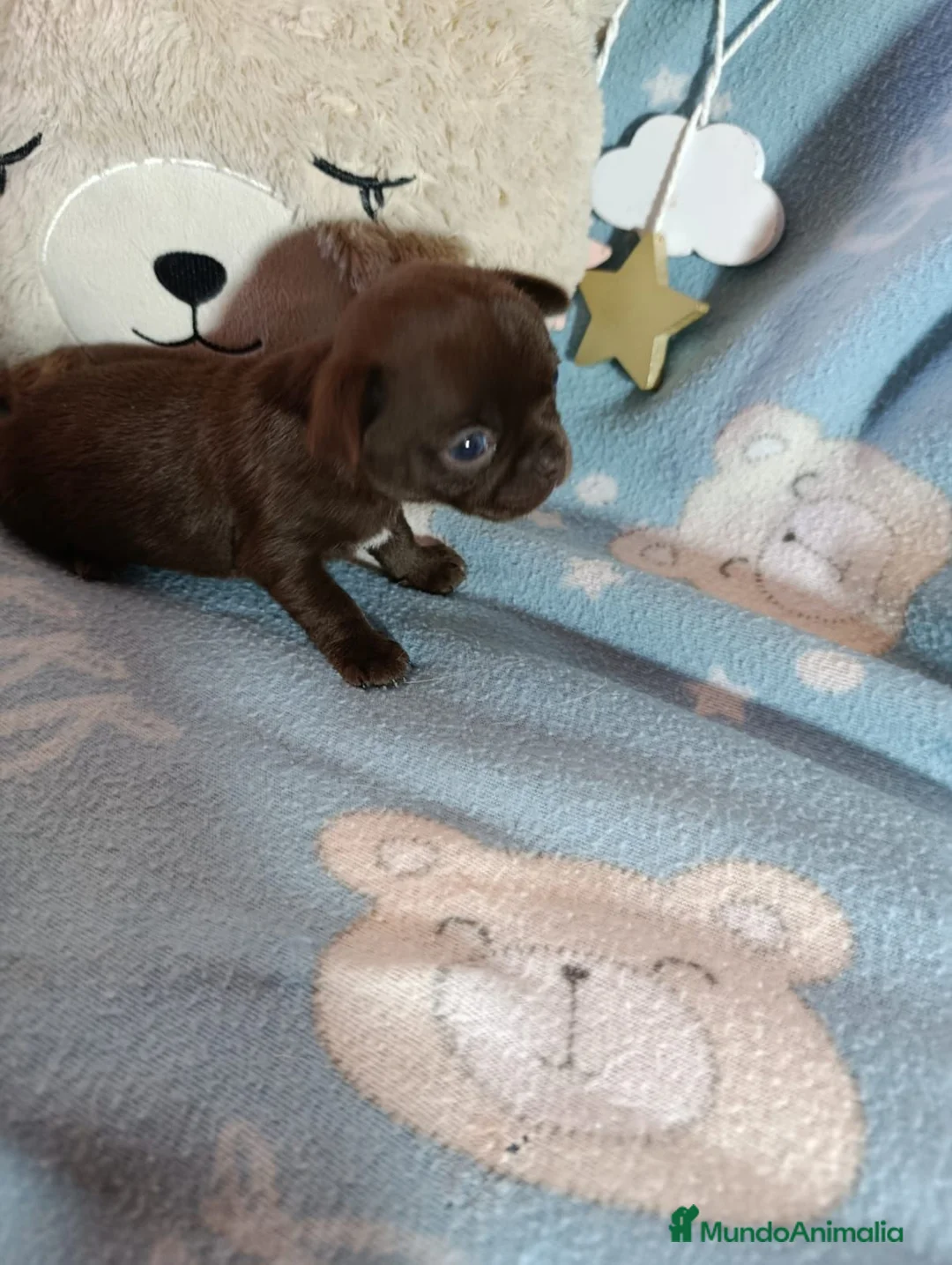 Chihuahua perros en venta: Hembra chocolate chihuahua toy - Anuncio 2