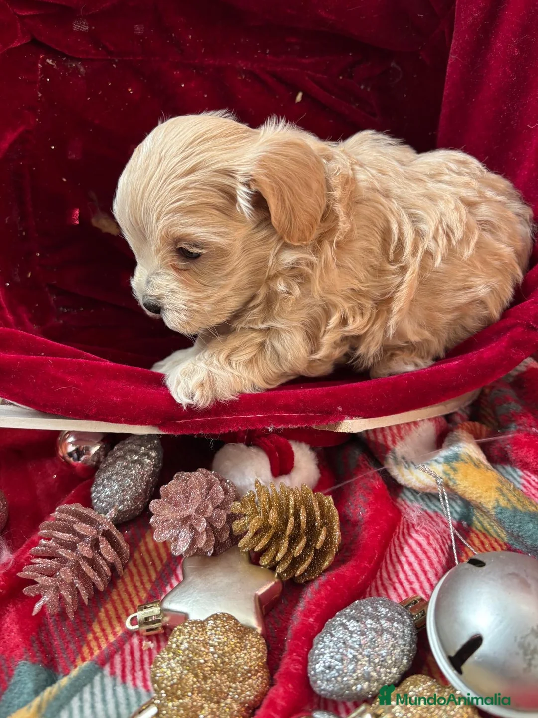 Maltipoo perros en venta: Maltipoo hembra disponible !!! - Anuncio 1
