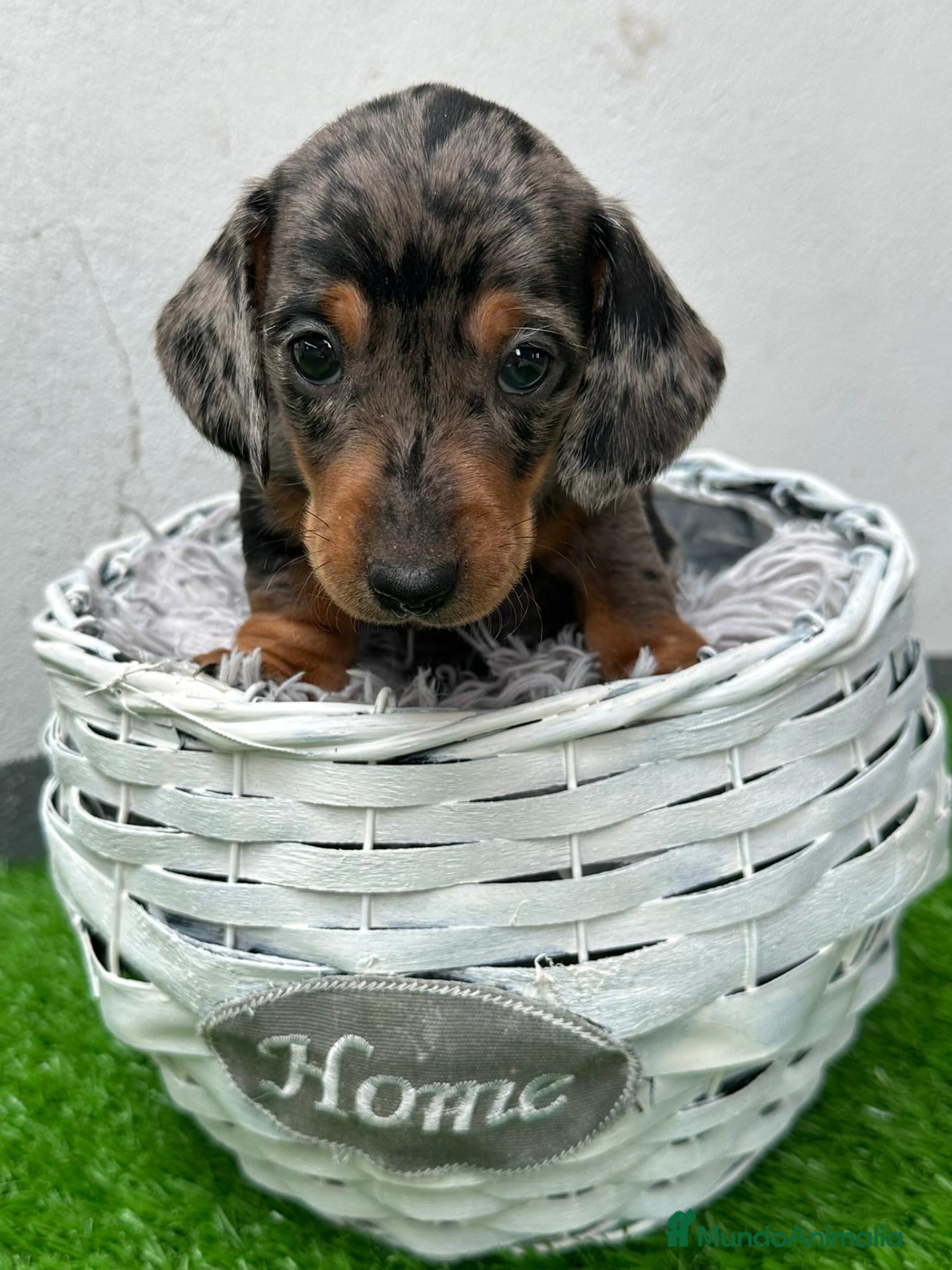 Teckel Miniatura perros TECKEL MINI  - Anuncio 1