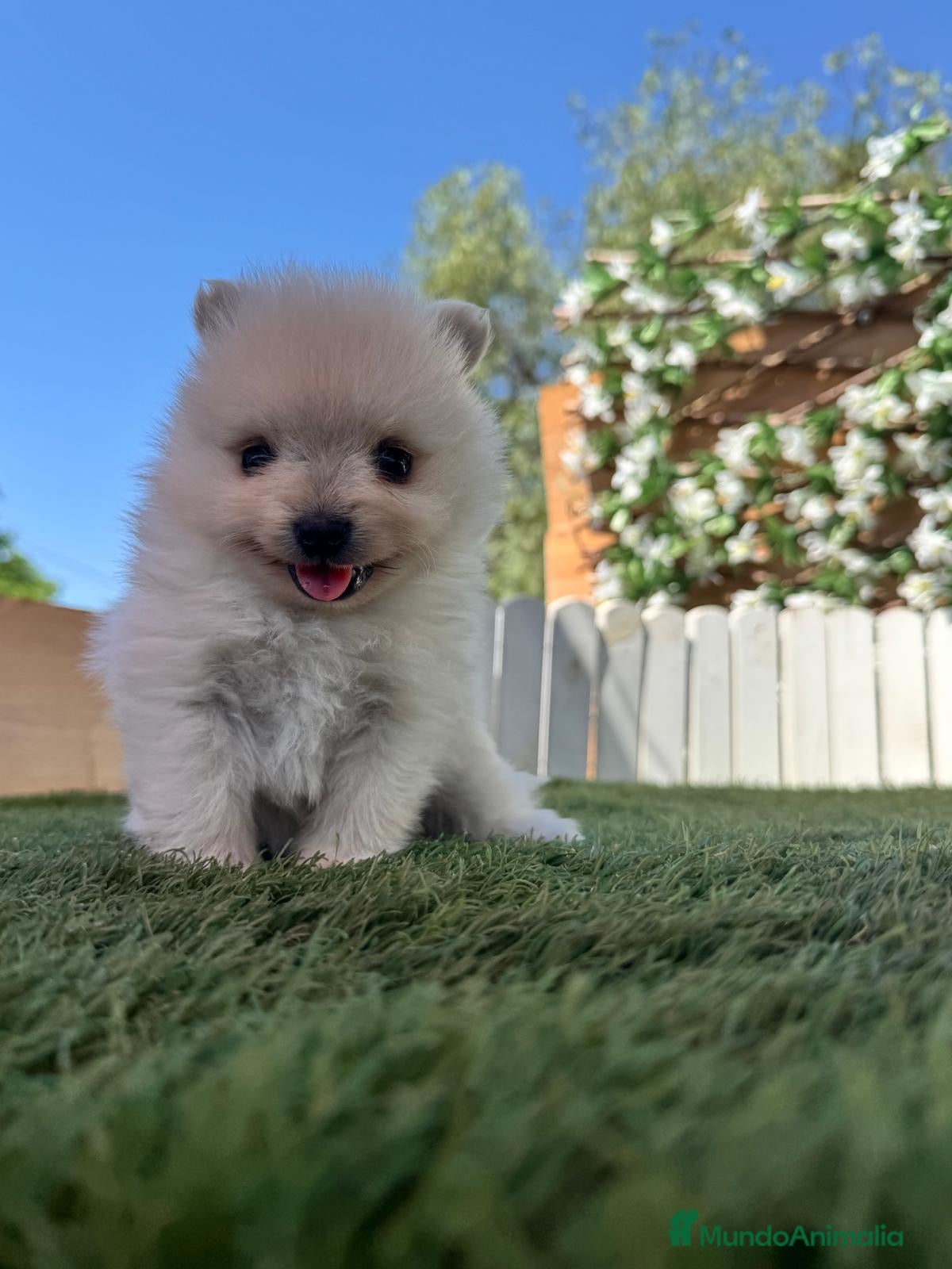 Pomerania perros en venta: POMERANIA - Anuncio 9