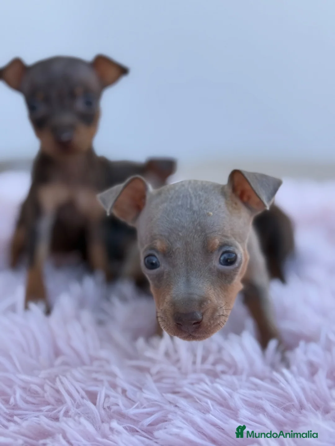 Pinscher Miniatura perros en venta: Mini pincher chocolates e Isabella  - Anuncio 2