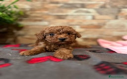 Caniche Toy perros en venta: EJEMPLARES DE CANICHE TOY  - Imagen 2