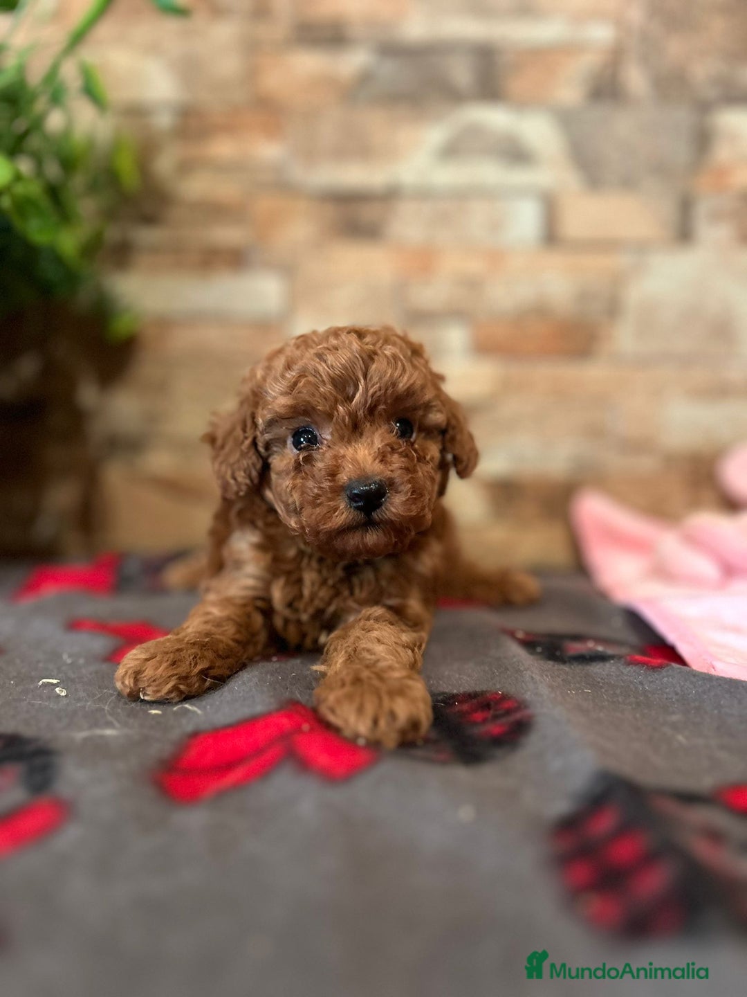 Caniche Toy perros en venta: EJEMPLARES DE CANICHE TOY  - Imagen 2