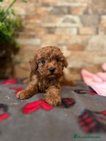 Caniche Toy perros - Anuncio 12