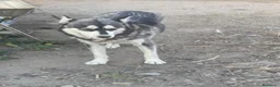 Husky Siberiano perros en venta: Huskys siberianos de Calidad  - Anuncio 12