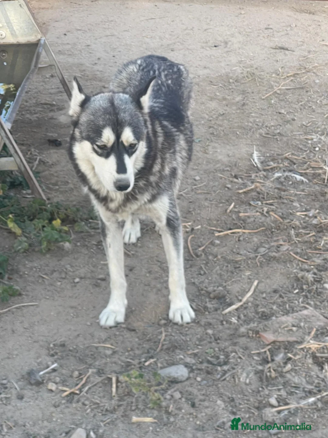 Husky Siberiano perros en venta: Huskys siberianos de Calidad  - Anuncio 12