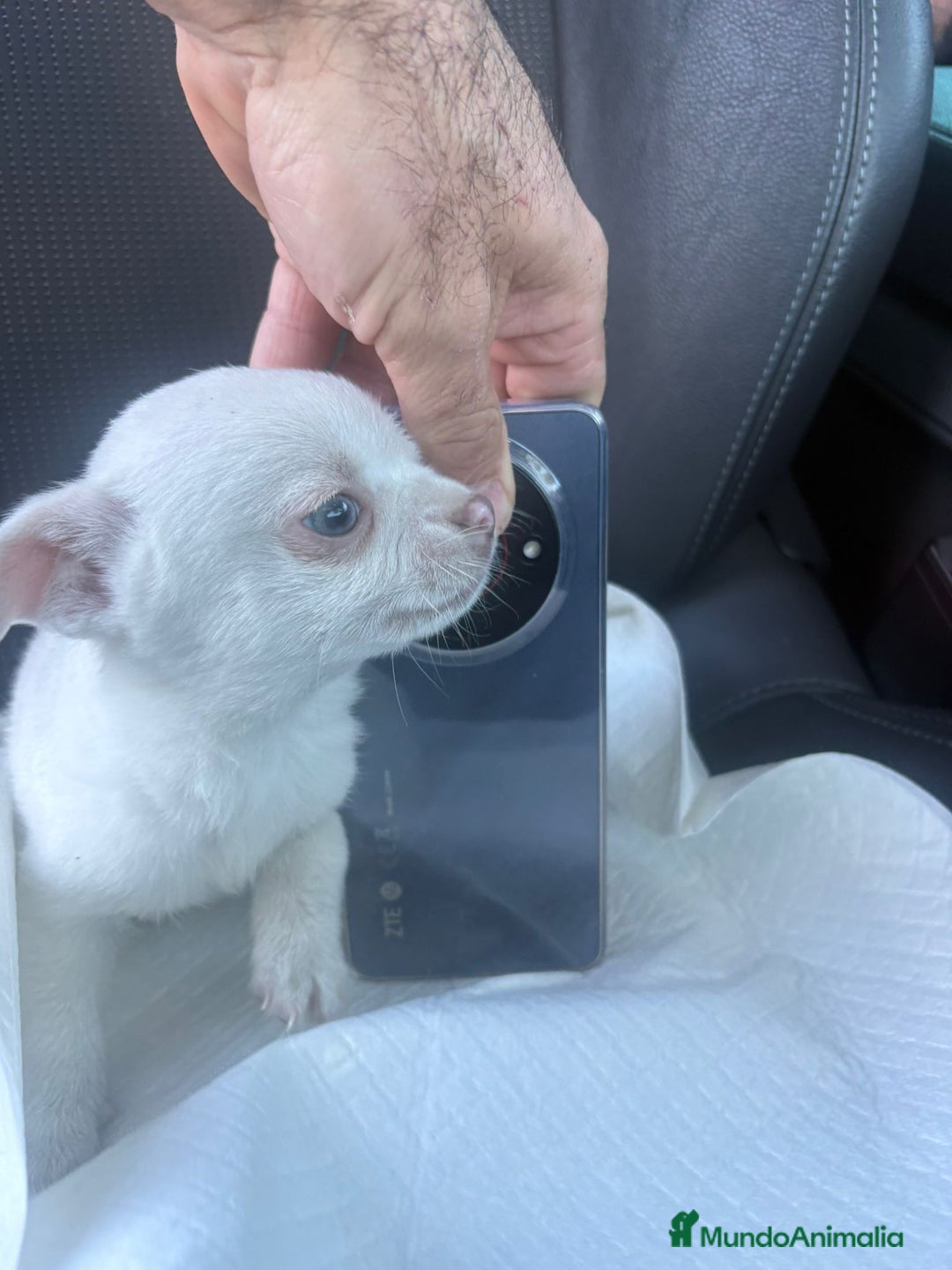 Chihuahua perros en venta: Chihuahua toy exclusivo - Anuncio 2
