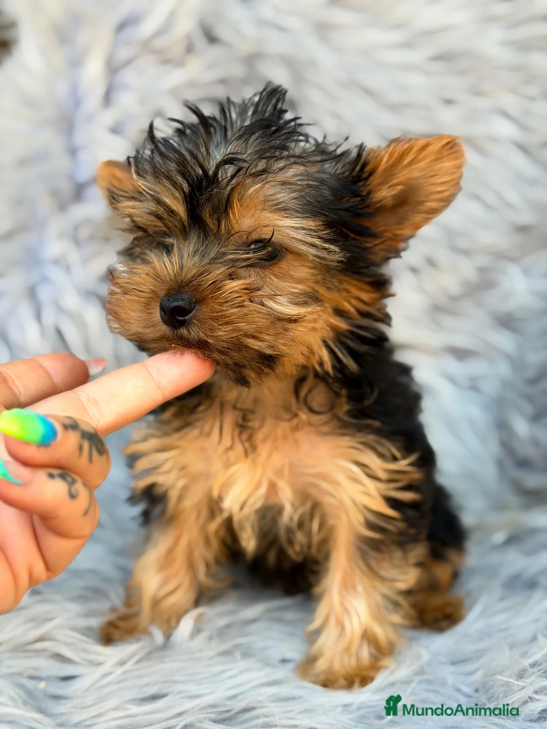 Yorkshire Terrier perros en venta: Yorkshire Toy macho  - Anuncio 2