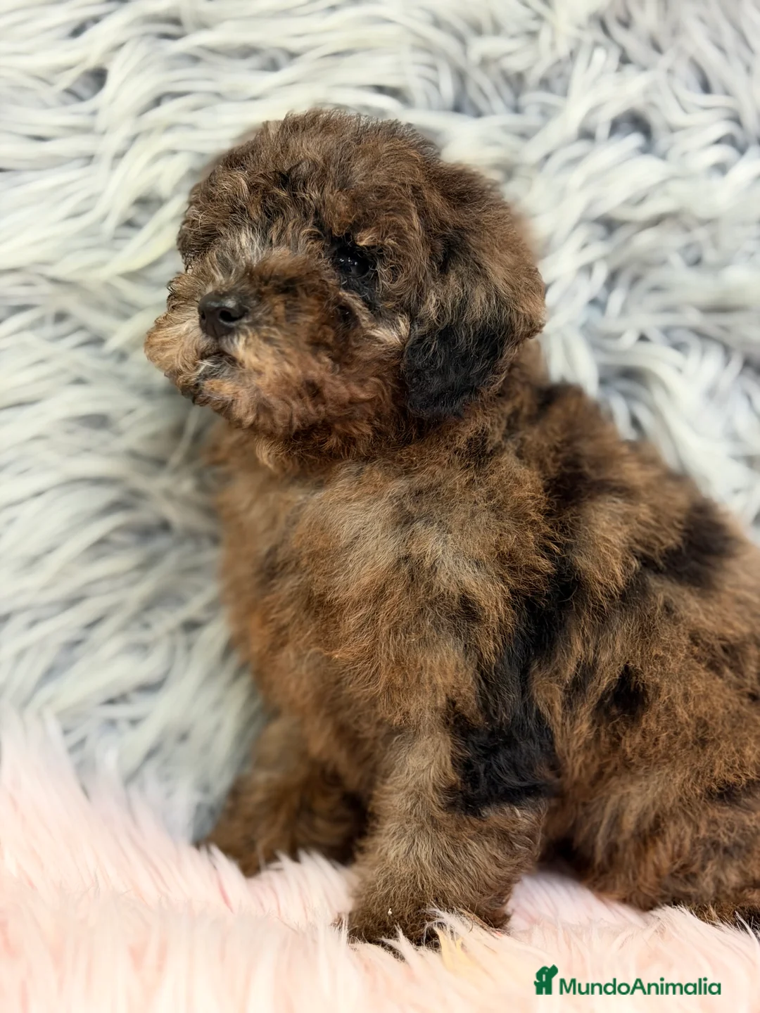 Caniche Enano perros en venta: Caniche Arlequin chocolate  - Anuncio 1